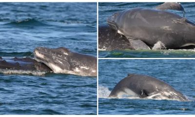 Heroic Dolphins Defended Humpback Mother Spirit and Calf Sunny from Five Male Whales in a Filmed Encounter