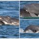 Heroic Dolphins Defended Humpback Mother Spirit and Calf Sunny from Five Male Whales in a Filmed Encounter