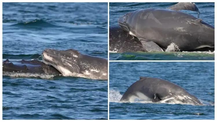 Heroic Dolphins Defended Humpback Mother Spirit and Calf Sunny from Five Male Whales in a Filmed Encounter