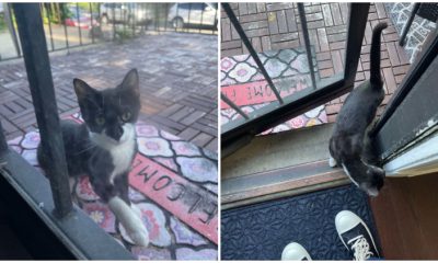 Homeless Cat Brings Her New Kittens, One at a Time, to the Doorstep of Her Beloved Human