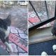 Homeless Cat Brings Her New Kittens, One at a Time, to the Doorstep of Her Beloved Human