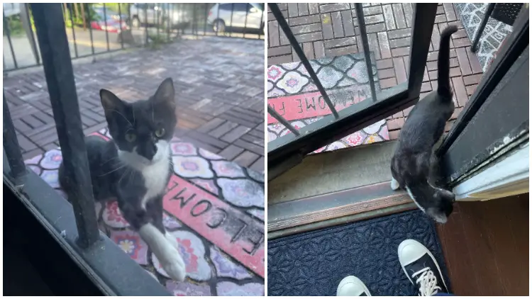 Homeless Cat Brings Her New Kittens, One at a Time, to the Doorstep of Her Beloved Human