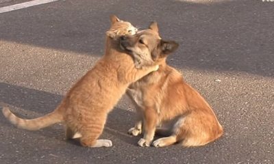 Homeless Cat Soothes Lonely Puppy Who Waits for The Return Of Its Owner