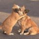 Homeless Cat Soothes Lonely Puppy Who Waits for The Return Of Its Owner