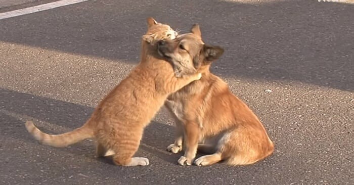 Homeless Cat Soothes Lonely Puppy Who Waits for The Return Of Its Owner