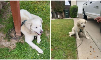 Homeowners Awakened by Commotion Outside Find a Dog Tethered to Their Mailbox