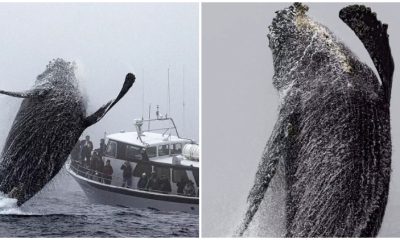 Humpback Whale Leaps Near Tour Boat, Waving at Shocked Spectators Making Astonishing Moment