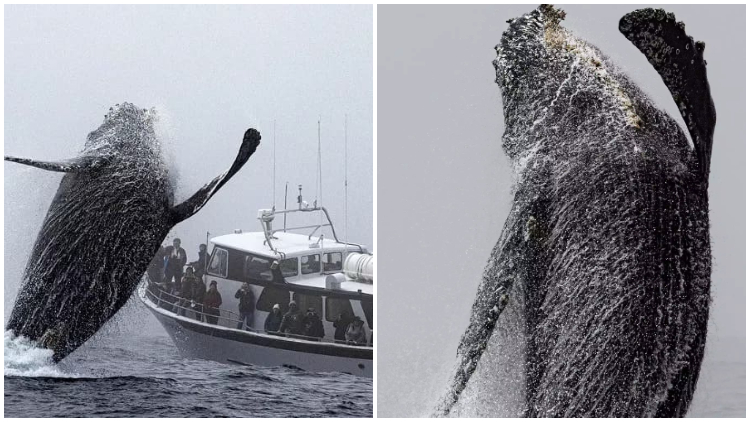 Humpback Whale Leaps Near Tour Boat, Waving at Shocked Spectators Making Astonishing Moment