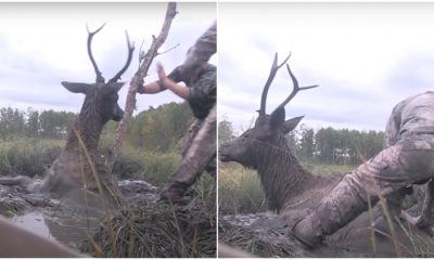 Hunters Abandon Their Weapons Unexpectedly to Help a Bull Elk in Need of Assistance