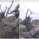 Hunters Abandon Their Weapons Unexpectedly to Help a Bull Elk in Need of Assistance