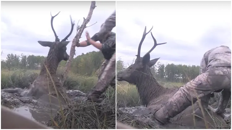 Hunters Abandon Their Weapons Unexpectedly to Help a Bull Elk in Need of Assistance