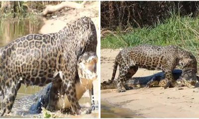 In Brazil, a Jaguar Was Able To Overpower and Drown a Crocodile (Video)