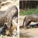 In Brazil, a Jaguar Was Able To Overpower and Drown a Crocodile (Video)