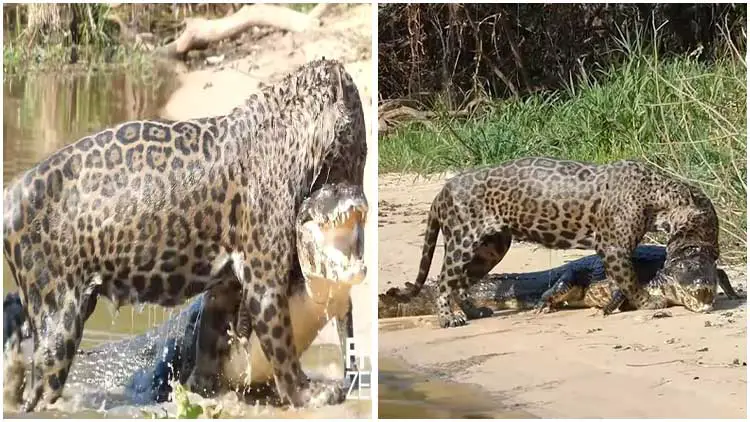 In Brazil, a Jaguar Was Able To Overpower and Drown a Crocodile (Video)