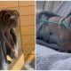 In Just One Day After Being Adopted, a Shelter Dog Labeled As 'Snappy' Transformed into a Loving Dog