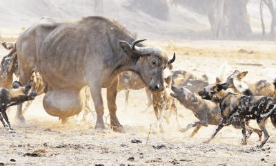 Jackals Risk Attack on Wild Buffalo's Giant Tumor and Genital for Food