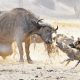 Jackals Risk Attack on Wild Buffalo's Giant Tumor and Genital for Food