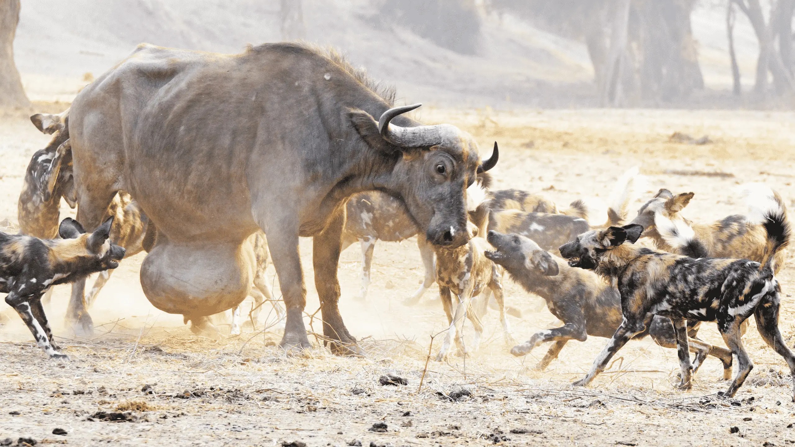 Jackals Risk Attack on Wild Buffalo's Giant Tumor and Genital for Food