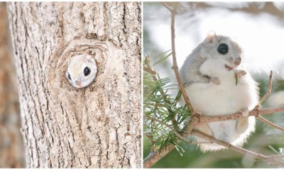 Japanese and Siberian Flying Squirrels Vie for the Title of World's Cutest Creatures