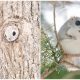 Japanese and Siberian Flying Squirrels Vie for the Title of World's Cutest Creatures