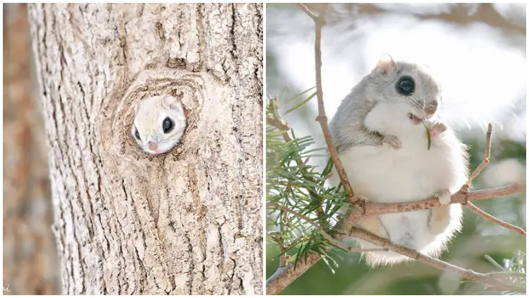 Japanese and Siberian Flying Squirrels Vie for the Title of World's Cutest Creatures