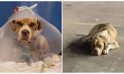 Just in Time, a Stray Dog with Serious Health Issues Was Rescued from a Gas Station