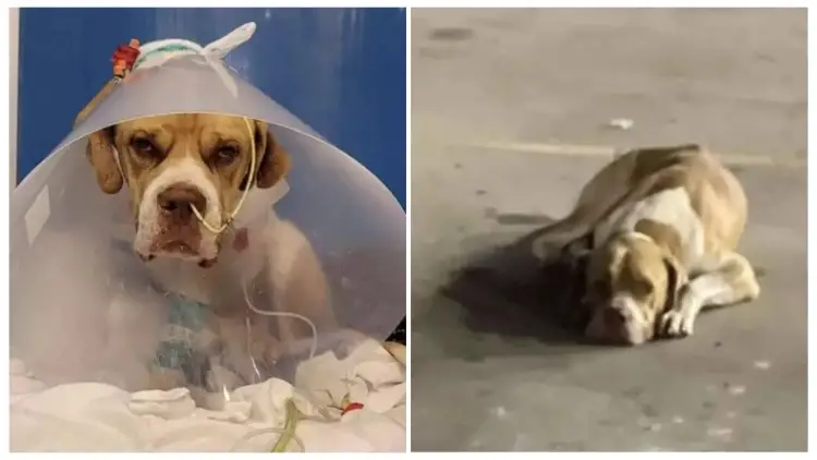 Just in Time, a Stray Dog with Serious Health Issues Was Rescued from a Gas Station