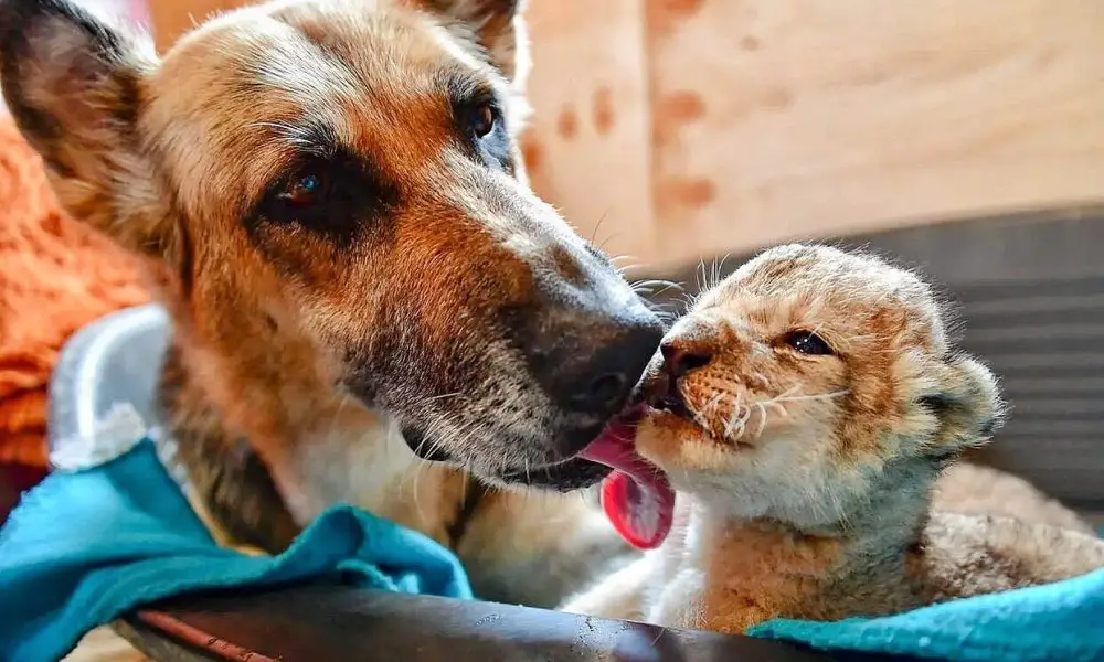 Kind German Shepherd Adopts Lion Cubs Abandoned By Mother