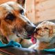 Kind German Shepherd Adopts Lion Cubs Abandoned By Mother