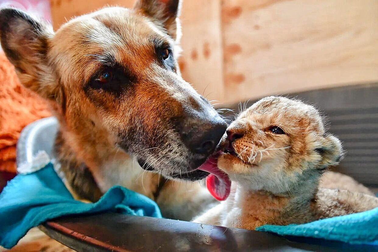 Kind German Shepherd Adopts Lion Cubs Abandoned By Mother