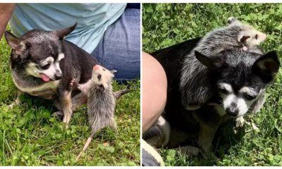 Kind Old Dog Takes in a Pack of Small Orphaned Opossums and Raises Them with Affection until They Grow Up