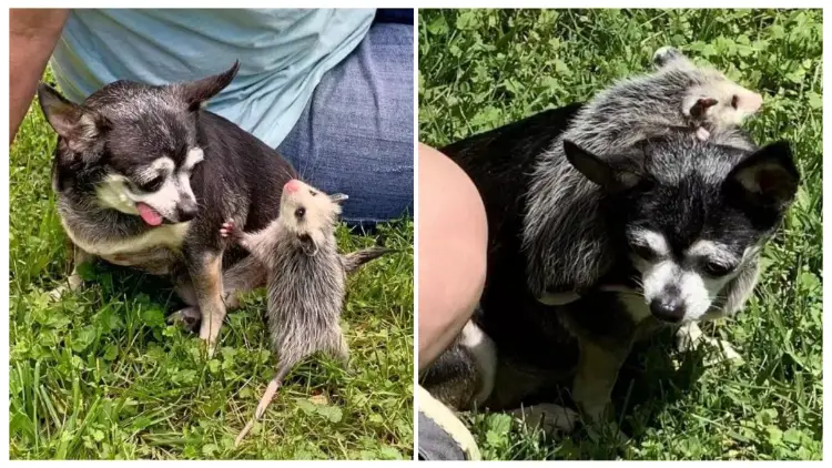 Kind Old Dog Takes in a Pack of Small Orphaned Opossums and Raises Them with Affection until They Grow Up