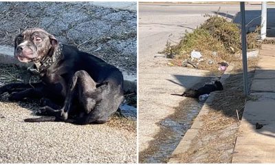 Kind Woman Comes To Help Starving Dog Nearly Gives Up