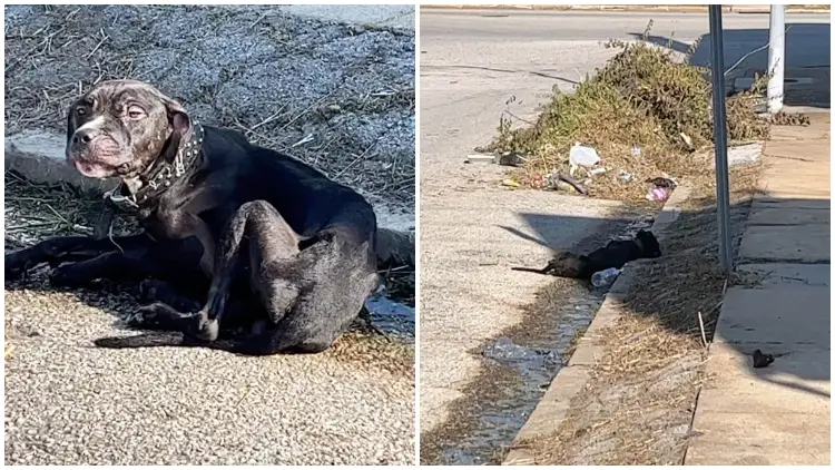 Kind Woman Comes To Help Starving Dog Nearly Gives Up
