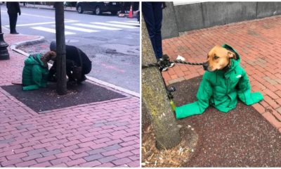 Kind Woman Helps Dog by Offering Her Jacket as He Waits Outside in Cold Weather