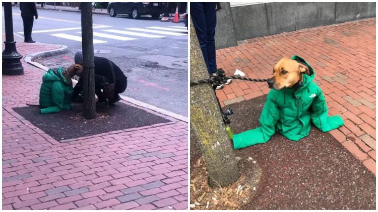 Kind Woman Helps Dog by Offering Her Jacket as He Waits Outside in Cold Weather