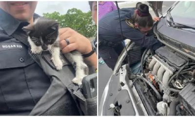 Kitten Found Inside Car Engine Compartment, Now Being Fostered by Police Officer