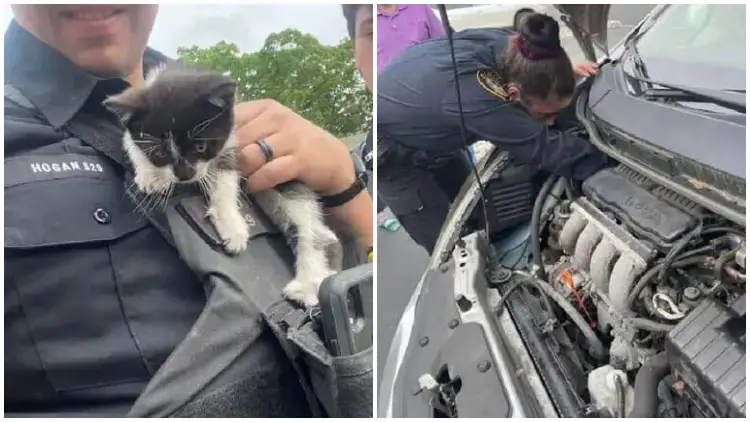 Kitten Found Inside Car Engine Compartment, Now Being Fostered by Police Officer