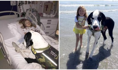 Little Girl With Rare Disease Takes Her First Ever Steps with The Help of Her Kind Dog