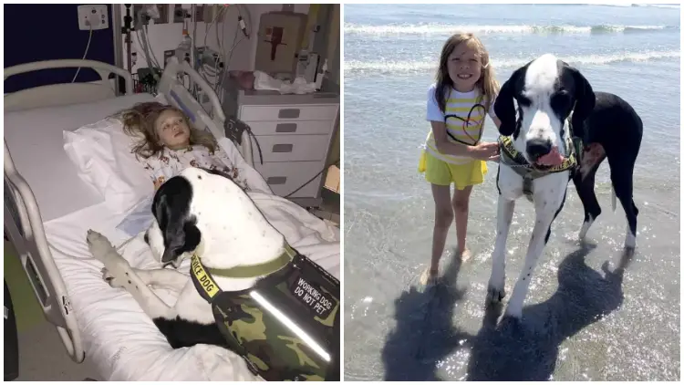 Little Girl With Rare Disease Takes Her First Ever Steps with The Help of Her Kind Dog