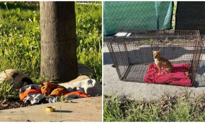 Little Puppy Finds Comfort on a Blanket Near a Hospital, Dreaming of Loving Forever Home