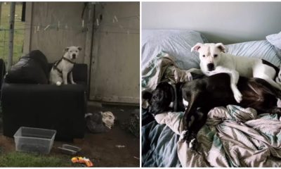 Lonely Pit-Mix Bravely Endures Heavy Rain While Awaiting The Return of His Family