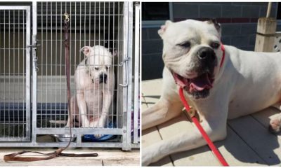 Lonely Shelter Dog Yearns for a Loving Home As No One Adopted Him