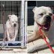 Lonely Shelter Dog Yearns for a Loving Home As No One Adopted Him