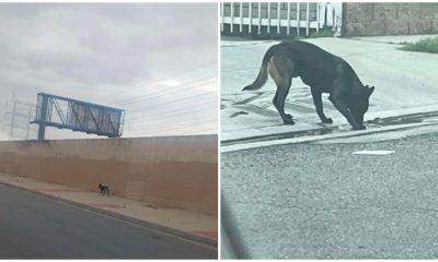 Lost Dog Roams Neighborhood in Search of His Family for Days