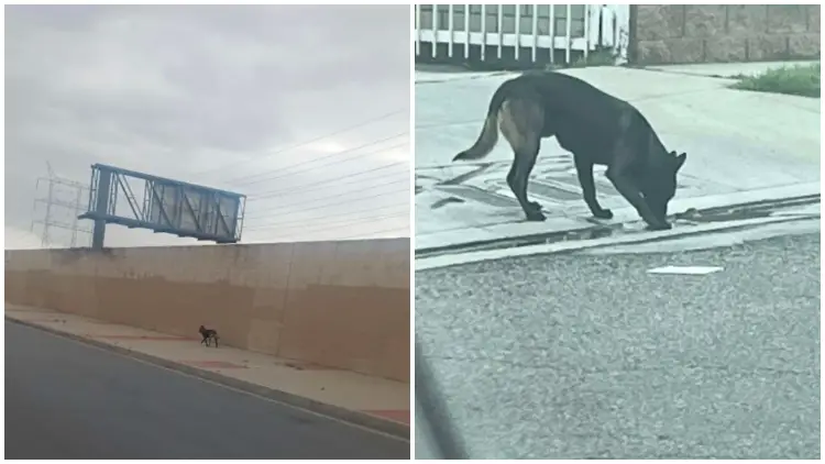Lost Dog Roams Neighborhood in Search of His Family for Days