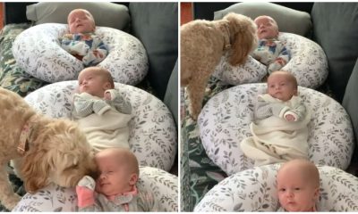 Lovable Dog Makes Daily Visits to Newborn Triplets, Ensuring Their Safety