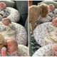 Lovable Dog Makes Daily Visits to Newborn Triplets, Ensuring Their Safety