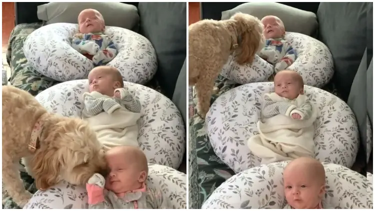 Lovable Dog Makes Daily Visits to Newborn Triplets, Ensuring Their Safety