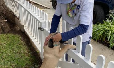 Lovely Dog Waits Outside Every Morning to Welcome His Favorite Mailwoman